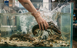 Người phụ nữ bất ngờ xông vào nhà hàng “giải cứu” tôm hùm: Bị kiện ra tòa, nhận án treo