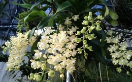 Cảnh báo đặc biệt tới những nhà đang trồng lan