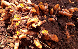 Top 7 thực phẩm thanh lọc máu, kích thích tuần hoàn và loại bỏ độc tố khỏi cơ thể, chợ Việt nào cũng bán