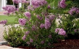 8 loại cây nở hoa thơm ngát suốt mùa hè, nên trồng ngay trong nhà