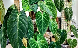 Gia đình khá giả chuộng trồng nhất 4 loài cây này: Cành khỏe, lá đẹp, dáng sang, nhìn là biết chủ nhân "có gu"