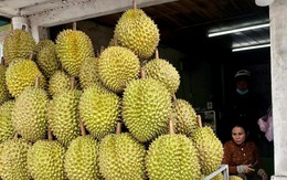 Sầu riêng Đồng Tháp lao dốc, nhà vườn thấp thỏm neo trái chờ giá