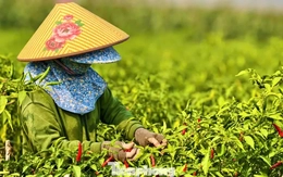 Ớt được mùa, vì sao nông dân trắng tay?