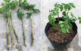 3 loại rau "bổ như sâm", nên trồng trong nhà ngay