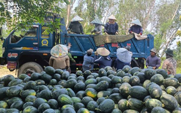 Dưa hấu được mùa, nông dân thấp thỏm tìm đầu ra