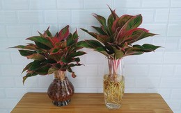 Lời khuyên tới các gia đình đang trồng cây phú quý