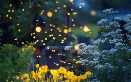 4 loại cây nở hoa vào buổi tối, nên trồng ngay trong vườn nhà