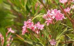 4 loại cây chớ nên trồng trong sân nhà