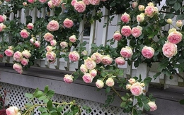 Lời khuyên đến những gia đình đang trồng hoa hồng