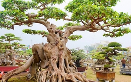 Lời khuyên đến những gia đình đang trồng cây sanh