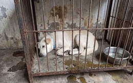 Dân mạng cảnh báo kẻ xấu dùng AI ghép ảnh chó mèo lạc để đòi tiền chuộc