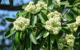 Lời khuyên đến những gia đình đang trồng cây hoa sữa