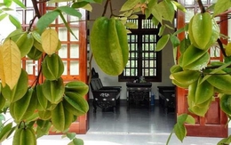 Lời khuyên đến những gia đình đang trồng cây khế