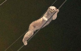 Sinh vật mắt to lặng lẽ đu dây điện giữa đêm, chuyên gia xác nhận: Loài quý hiếm được bảo vệ nghiêm ngặt