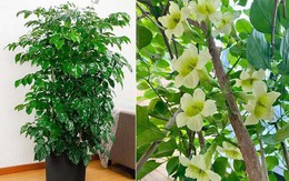 5 loại cây có tác dụng chữa lành nên trồng trong nhà để gia chủ luôn cảm thấy hạnh phúc, yêu đời