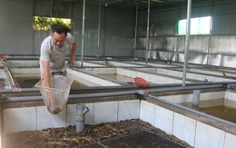 Hàng ngàn tấn lươn nuôi chưa tìm được đầu ra