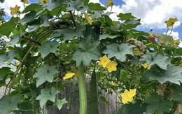 Lời khuyên đến những gia đình đang trồng cây mướp