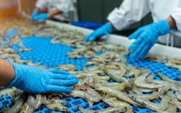Ngành tôm đối mặt nhiều thách thức