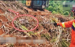 Đang dọn cỏ, người đàn ông lạnh gáy khi thấy "khối đen" ngọ nguậy: Lực lượng chức năng nhanh chóng có mặt