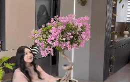 Bí quyết tự tay tạo dáng cây hoa giấy "thác đổ" cực sang trọng