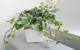 8 loại cây nên trồng ngay trong nhà: Không chỉ dễ chăm mà còn giúp hút tài lộc, vượng khí cho gia chủ