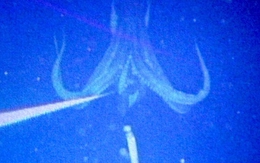 Ngư dân gây chấn động khi bắt gặp sinh vật hiếm khổng lồ vừa "tái xuất": Lần thứ 3 trong lịch sử nhân loại ghi lại được hình ảnh quý giá này