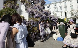 Loài hoa chỉ nở từ 2 - 3 tuần khiến người dân và du khách mang cả studio đến chụp ảnh check in, chủ loạt biệt thự ngao ngán