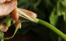 Loại rau bổ dưỡng chẳng kém "nhân sâm", ở quê mọc um tùm