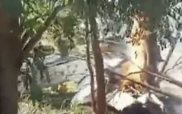 Rơi máy bay chở đầy tiền mặt giữa biên giới 3 nước, nổ ra hàng loạt vụ cướp