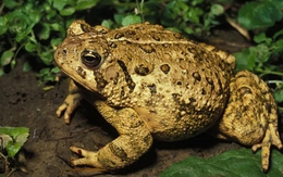 4 vật vào nhà báo hiệu điềm lành, đuổi đi là đánh rơi vận may