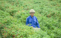 Giá ớt bất ngờ lao dốc mạnh