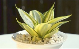 5 kiểu người hợp trồng cây lưỡi hổ nhất