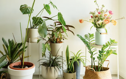 3 loại cây rất hợp với gia chủ trên 50 tuổi