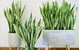 5 sai lầm khi trồng lưỡi hổ khiến cây mãi không “lên”