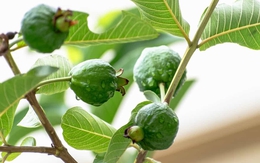 Loại cây "bổ" từ lá tới quả, phòng ung thư, dưỡng tim: Việt Nam bán 20.000 đồng/kg quả