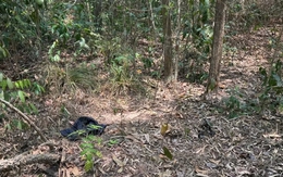 Người đàn ông khoảng 72kg chưa rõ danh tính tử vong trong rừng phòng hộ Dầu Tiếng