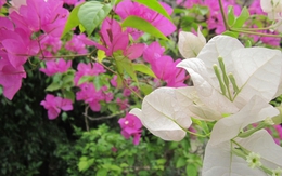 Lời khuyên chân thành đến những gia đình đang trồng cây hoa giấy