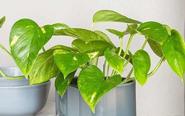 Gia đình trồng trầu bà cần lưu ý: Đặt sai vị trí cản tài lộc, hại sức khỏe