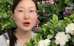 Mua bạch thiên hương về trồng cứ rụng nụ, héo lá: Cẩm nang chăm cây "đỉnh cao" cho người mới, áp dụng là hoa nở thơm ngát cả ban công