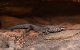 Phát hiện gây chấn động: “Kẻ ẩn mình” lộ diện trong sa mạc Australia, loài thằn lằn hiếm chỉ còn dưới 20 cá thể