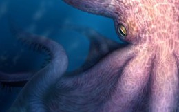 Bạch tuộc quái vật dài 19 m lộ diện ở Nhật Bản