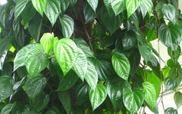 Lời khuyên đến những gia đình đang trồng cây trầu không