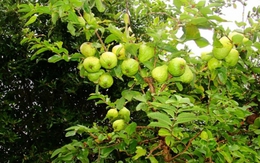 Lời khuyên dành cho những gia đình đang trồng cây ổi