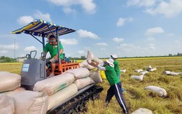 Giá lúa gạo tăng mạnh