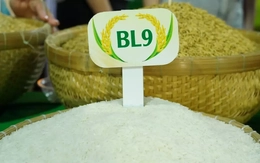 Lộ diện loại gạo ngon nhất Đồng bằng sông Cửu Long