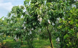 Kỳ lạ loại quả nhiều đường bậc nhất nhưng lại giúp ngừa tiểu đường, phòng cả ung thư: Việt Nam rất sẵn