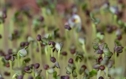 5 loại rau “đại bổ”, nên trồng ngay trong nhà: Chỉ 7 ngày là được thu hoạch