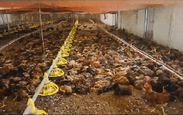 Chập điện khiến trang trại gà hơn 5.000 con chết ngạt