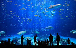 Việt Nam sắp có công viên thủy cung lớn nhất thế giới: Rộng hơn sân Mỹ Đình, sức chứa lên đến 450 triệu lít nước