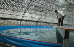 Nuôi cá thu ngay trên đất liền: "Siêu công nghệ" từ ông lớn chăn nuôi Việt Nam và liên minh Nhật - Hàn